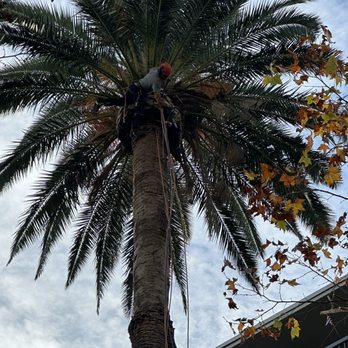 Green Crest Tree Care - Tree Services Near Me - Sun valley , California Green Crest Tree Care - Tree Services Near Me - Sun valley , California
