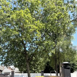 Treeco Tree Service - Before