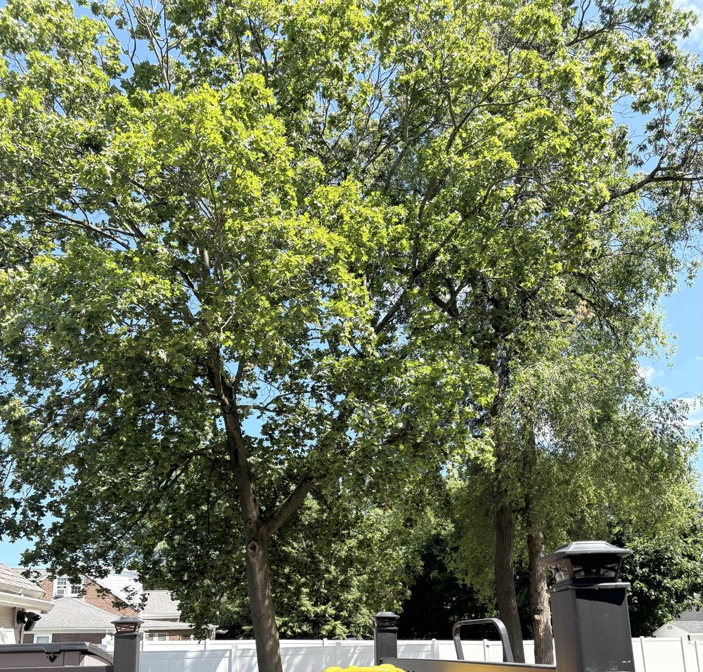 Treeco Tree Service - tree service in Schenectady, NY