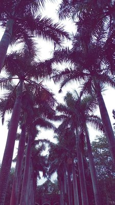 Hacienda San Pedro Ochil by null