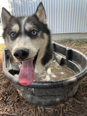 Neighbors Dog Park & Cafe by null