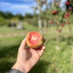 Two K Farms Cidery & Winery - Pink Pearl