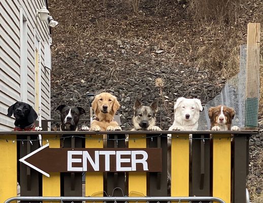 Chubby Puppy Daycare
