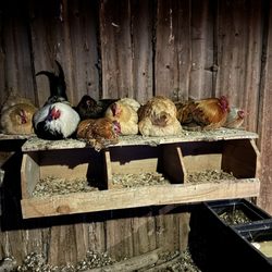 Zion Mountain Ranch - Chickens roosting for the night