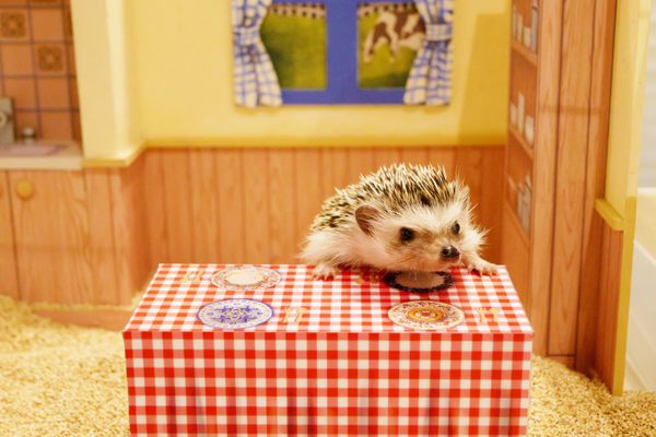 Chiku Chiku Cafe by null