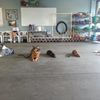 DogTrain - Dogs practicing down stay. - Pet Training Near Me - Wilmington, North Carolina