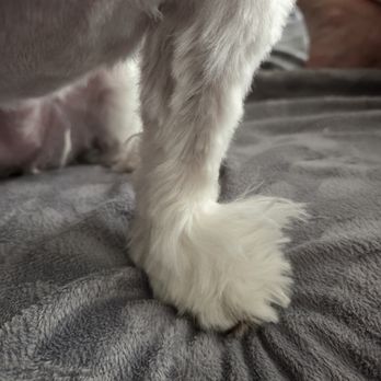 Let the Fur Fly Pet Salon - Completely uneven cut on the top of her paw - Pet Sitting Near Me - Toledo, Ohio Let the Fur Fly Pet Salon - Completely uneven cut on the top of her paw - Pet Sitting Near Me - Toledo, Ohio