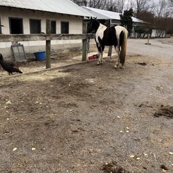 Hidden Hills Farm & Saddle Club - Horse barn
