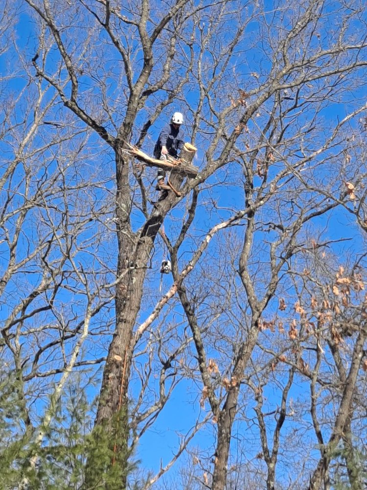 LEGACY TREE SERVICE Updated May 2024 4136 16th St, Dorr, Michigan