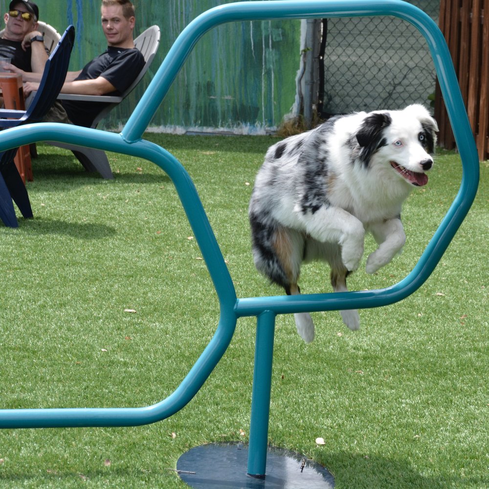 Barkyard n' Brews - Very cool, trained dog. - Dog Parks Near Me - Fort Lauderdale, Florida Barkyard n' Brews - Very cool, trained dog. - Dog Parks Near Me - Fort Lauderdale, Florida