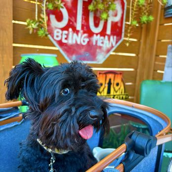 Sarbez - Lola loved the outdoor space and friendly staff - Cafes Near Me - Saint Augustine, Florida