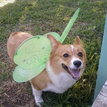 Eco - Paws Pet Care & Services - My little corgi loves the wings and sweet attention she gets from Eco-Paws. - Pet Sitting Near Me - Austin, Texas Eco - Paws Pet Care & Services - My little corgi loves the wings and sweet attention she gets from Eco-Paws. - Pet Sitting Near Me - Austin, Texas