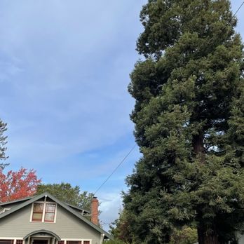 Cal Tree Care - Last fall Before...too dense, not safe w severe winds and rain potential. - Tree Services Near Me