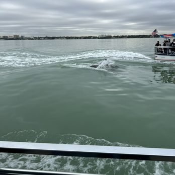 Encounter With Dolphins - Dolphins - Boating Near Me - Clearwater, Florida