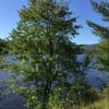 Friends of the Northern Rail Trail gift card