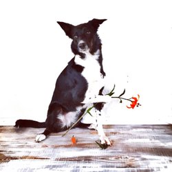 SpiritDog Training - Kix showing off a trick she learned here!
