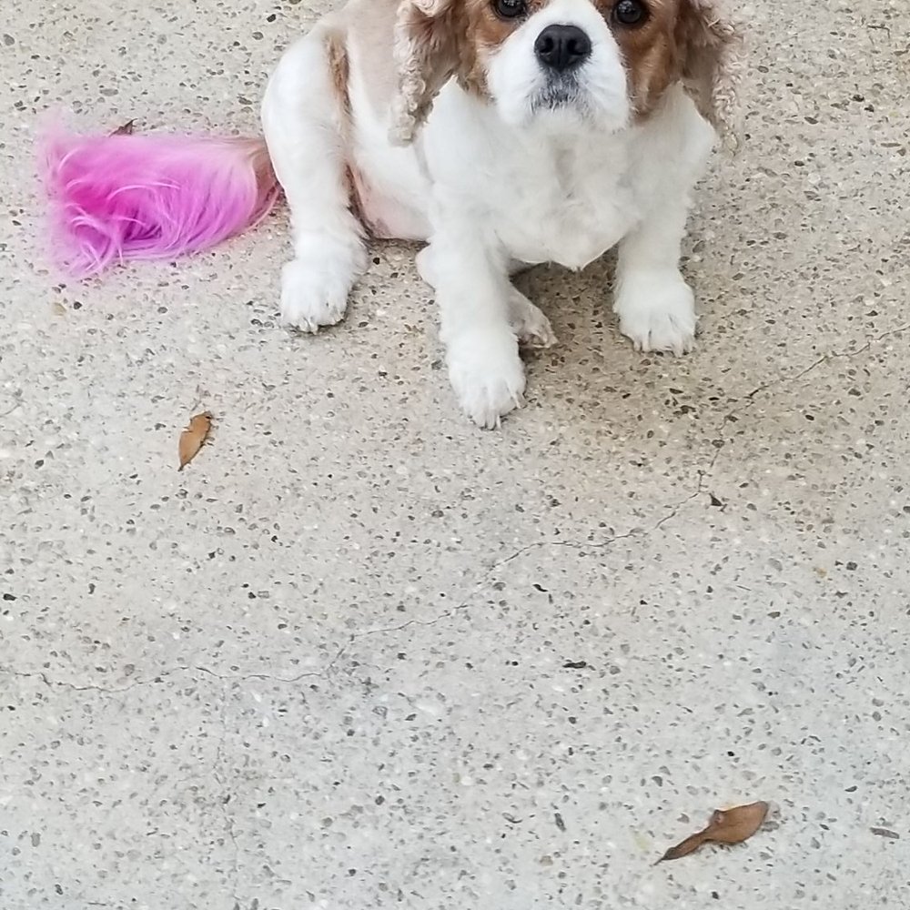 Puffy Paws Mobile Grooming - Baby Cuteness - Pet Groomers Near Me Puffy Paws Mobile Grooming - Baby Cuteness - Pet Groomers Near Me