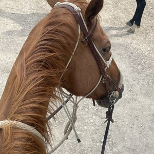 BROKEN BOW RANCH - 43 Photos & 59 Reviews - 1755 E Malloy Bridge Rd ...