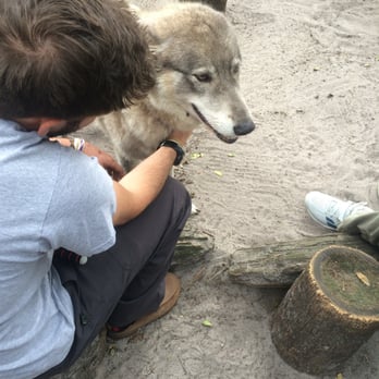 Shy Wolf Sanctuary Education & Experience Center - Dancer - Animal Shelters Near Me Shy Wolf Sanctuary Education & Experience Center - Dancer - Animal Shelters Near Me