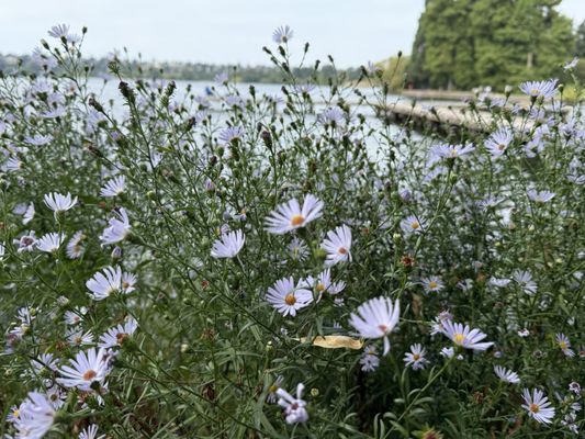 Green Lake Park by null