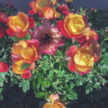 Bua Thai Restaurant - Outside garden plus many more gorgeous flowers - Thai Near Me - Aurora, Colorado Bua Thai Restaurant - Outside garden plus many more gorgeous flowers - Thai Near Me - Aurora, Colorado