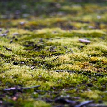 Caroline Park - Mossy Groundcover - Parks Near Me - Redlands, California Caroline Park - Mossy Groundcover - Parks Near Me - Redlands, California