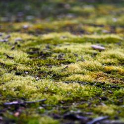 Caroline Park - Mossy Groundcover