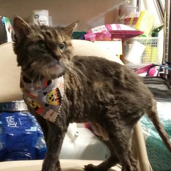 Grooming Cottage - Jasmine looking AMAZING after her haircut. No more matted fur! - Pet Groomers Near Me - Long Beach, California Grooming Cottage - Jasmine looking AMAZING after her haircut. No more matted fur! - Pet Groomers Near Me - Long Beach, California