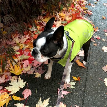 Brenda's Boston's - undefined - Pet Breeders Near Me Brenda's Boston's - undefined - Pet Breeders Near Me