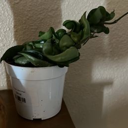 Hoya Hindu Rope