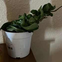 Green Connection - Hoya Hindu Rope