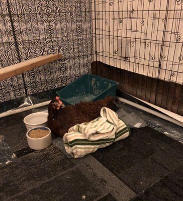 midwest bird & exotic animal hospital