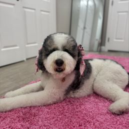 Doodle cut! Sooo cute! Doodle cut! Sooo cute!