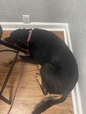 YAO ANIMAL HOSPITAL - Updated January 2026 - 25 Photos & 66 Reviews