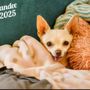 Photo of Dr Joe's Pet Hospital