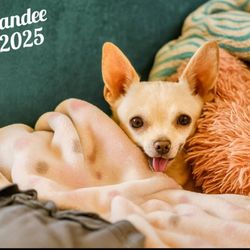 Dr Joe's Pet Hospital - Our sweet Candee.