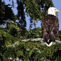 Water's Edge Shoreside Suites - These beautiful birds are everywhere!