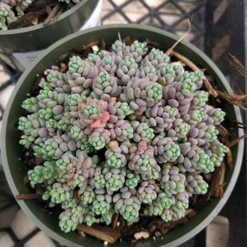 Highway 92 Succulents - Nurseries & Gardening Near Me - Half Moon Bay, California