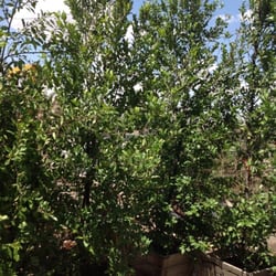 Hafen Nursery - Cherry Laurels