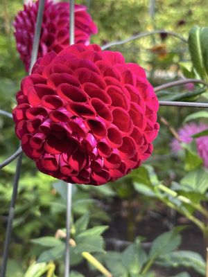 Halifax Public Gardens by null