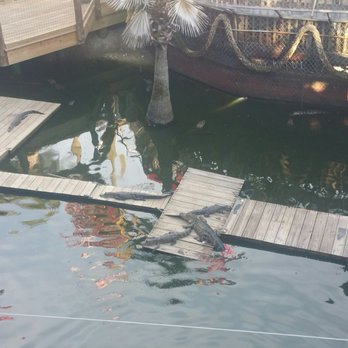 Fudpucker's - Live gators. Watch them, feed them, hold them, pet them, attempt to kiss them... - Seafood Near Me - Destin, Florida Fudpucker's - Live gators. Watch them, feed them, hold them, pet them, attempt to kiss them... - Seafood Near Me - Destin, Florida