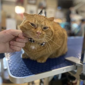 Spoiled Pets Private Grooming - Pet Groomers Near Me Spoiled Pets Private Grooming - Pet Groomers Near Me