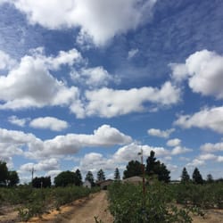 Hansen's Blueberry Farm - Blueberry fields forever...