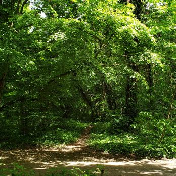 Tooting Bec Common - Parks Near Me - London, XGL