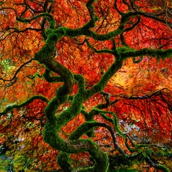 LIK Fine Art - Peter Lik - Infinity Tree