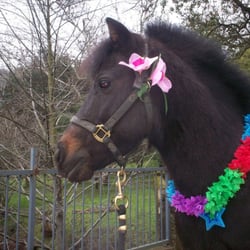 Once Upon a Pony & Petting Zoo - Shorty getting dressed up for a party.