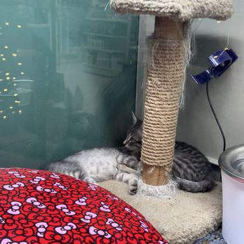 Polly's Pet Shop - Cats - Pet Stores Near Me - Universal City, Texas