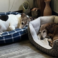 Tremont Veterinary Clinic, PC - Night night boyz.....