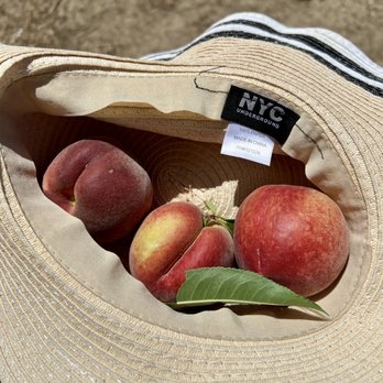Peter Wolfe Farm - Peaches - Farmers Market Near Me - Brentwood, California Peter Wolfe Farm - Peaches - Farmers Market Near Me - Brentwood, California