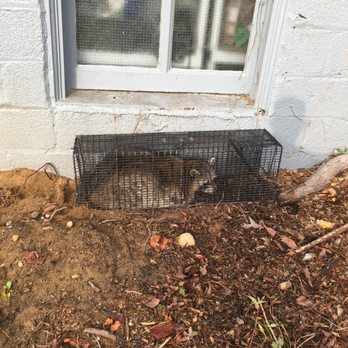 Nuisance solutions - the fattest racoon he caught. This guy was a beast - Wildlife Control Near Me - New York, New York Nuisance solutions - the fattest racoon he caught. This guy was a beast - Wildlife Control Near Me - New York, New York